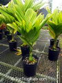 Wild areca palm